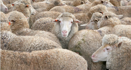 idm sheep